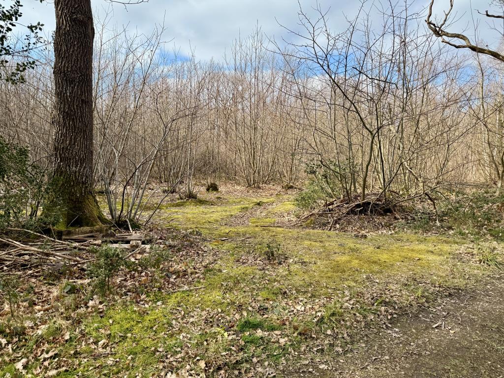 Lot: 2 - APPROX. 9.5 ACRES OF WOODLAND - Opening used for parking